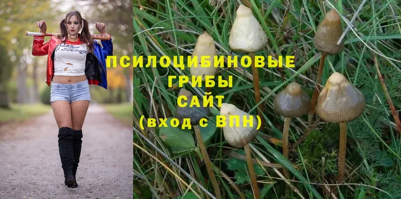 Галлюциногенные грибы MAGIC MUSHROOMS Гай